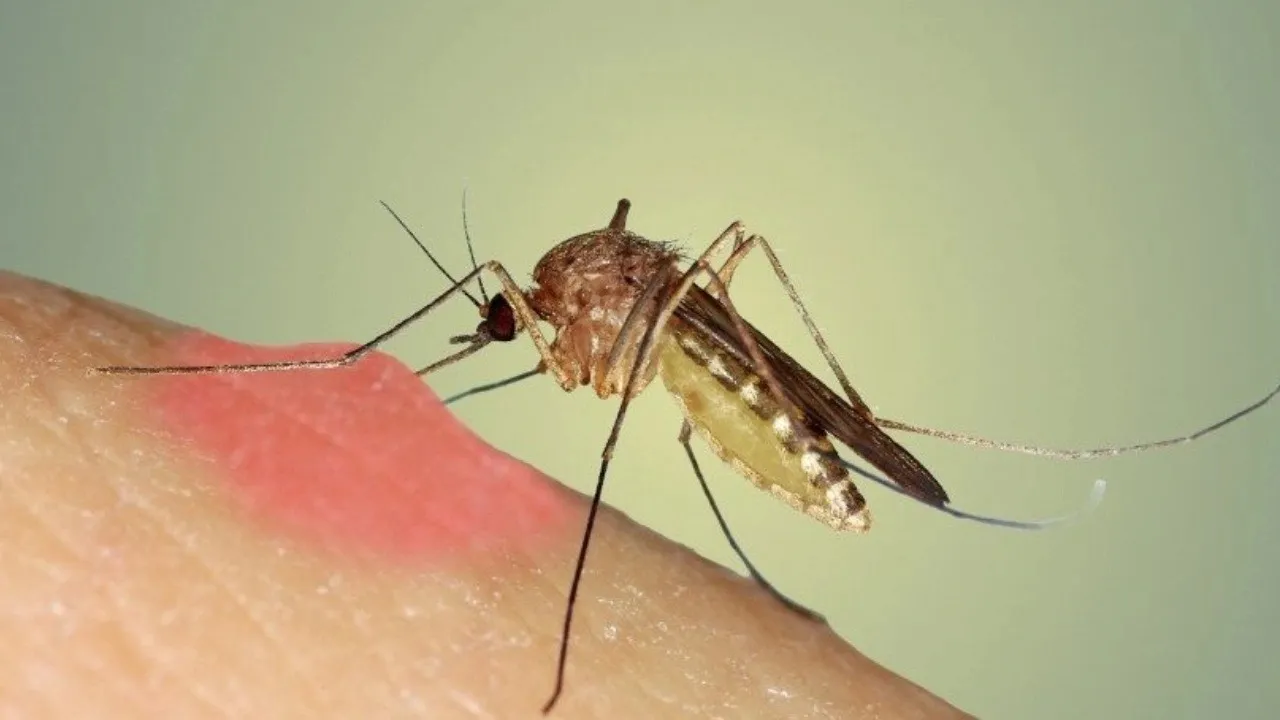 DSÖ’den Chikungunya uyarısı