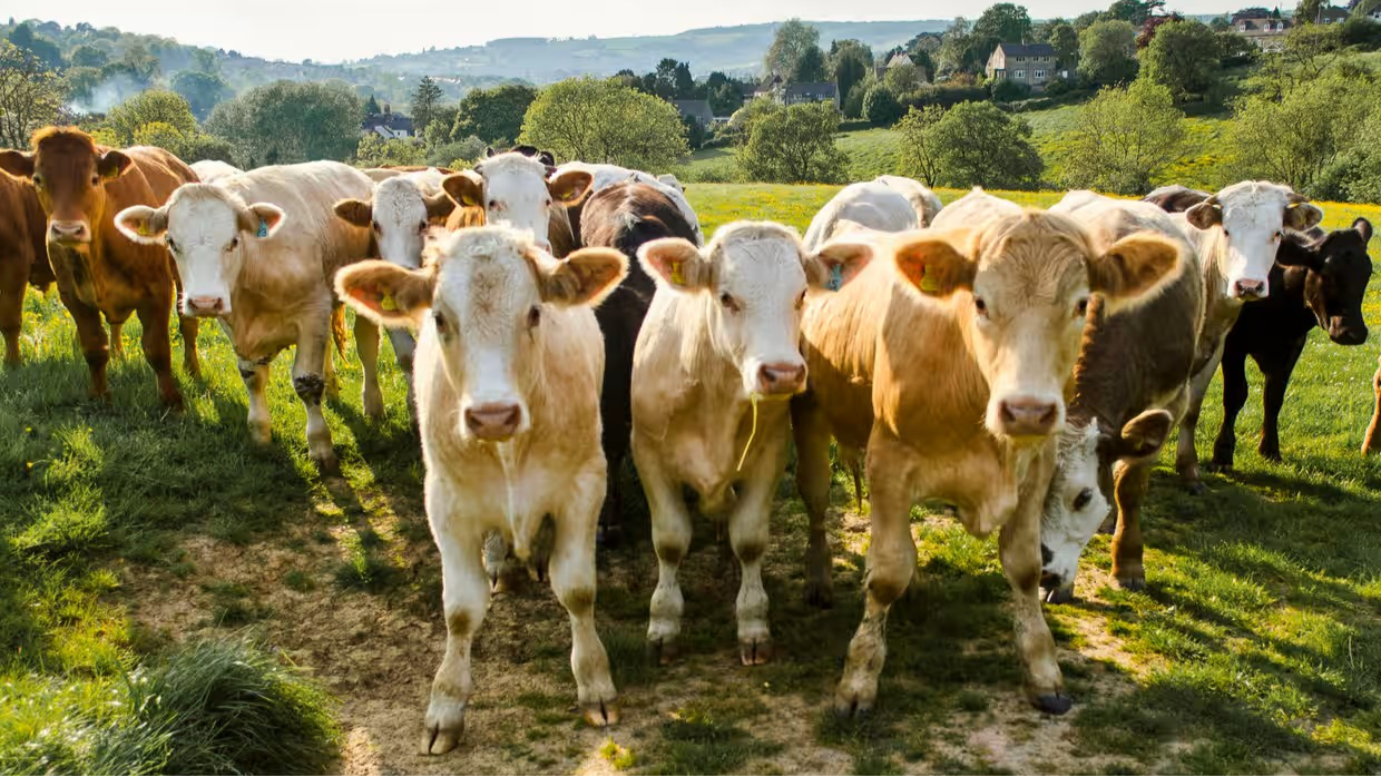 İklim krizi