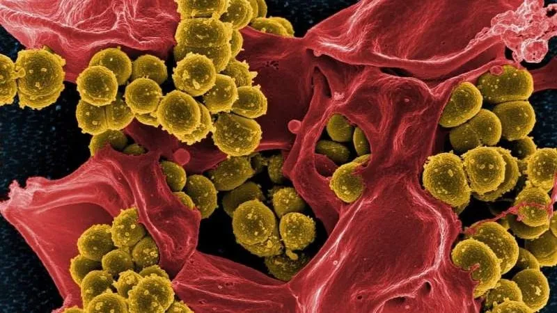 Antibiyotiklere dirençli bakteri türü