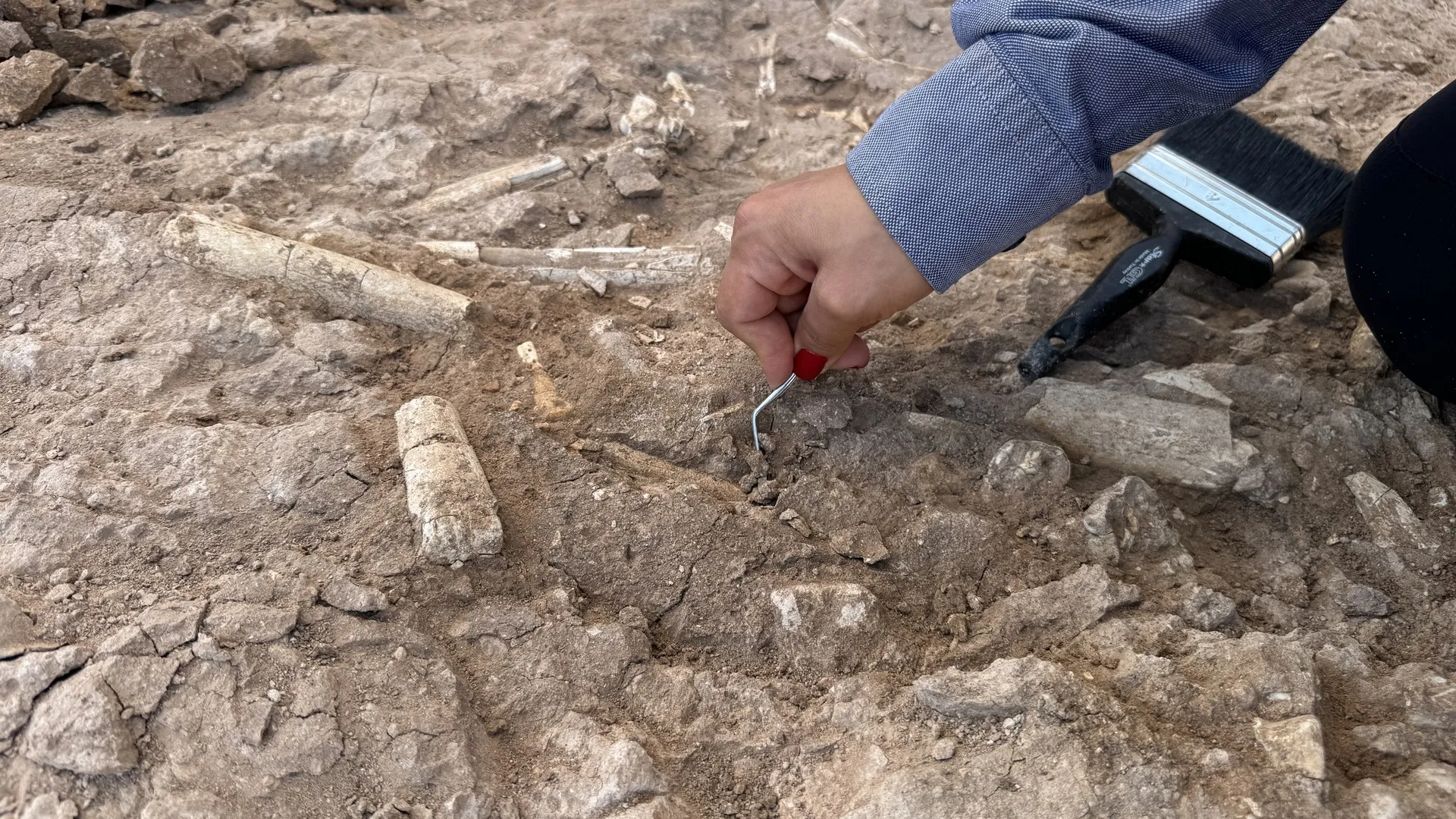 Çobandan insanlık tarihine büyük katkı I