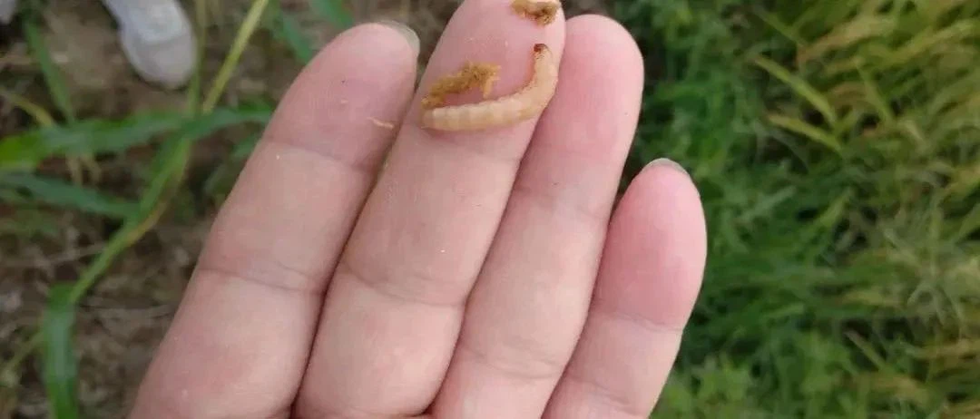 Tehlikeli böcek ilacı asetamiprid