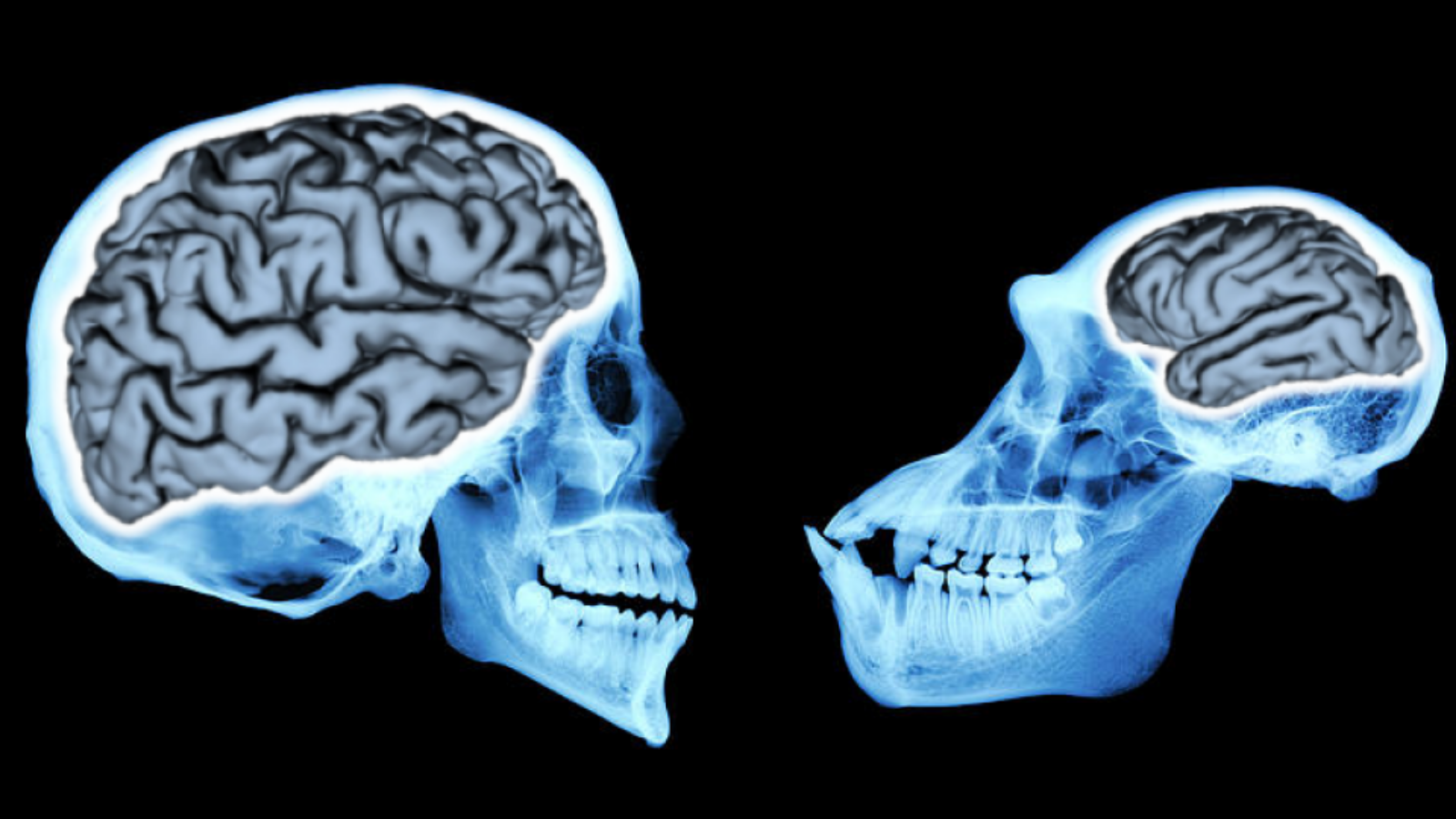 Homo sapiens’e üstünlük mü sağladı?