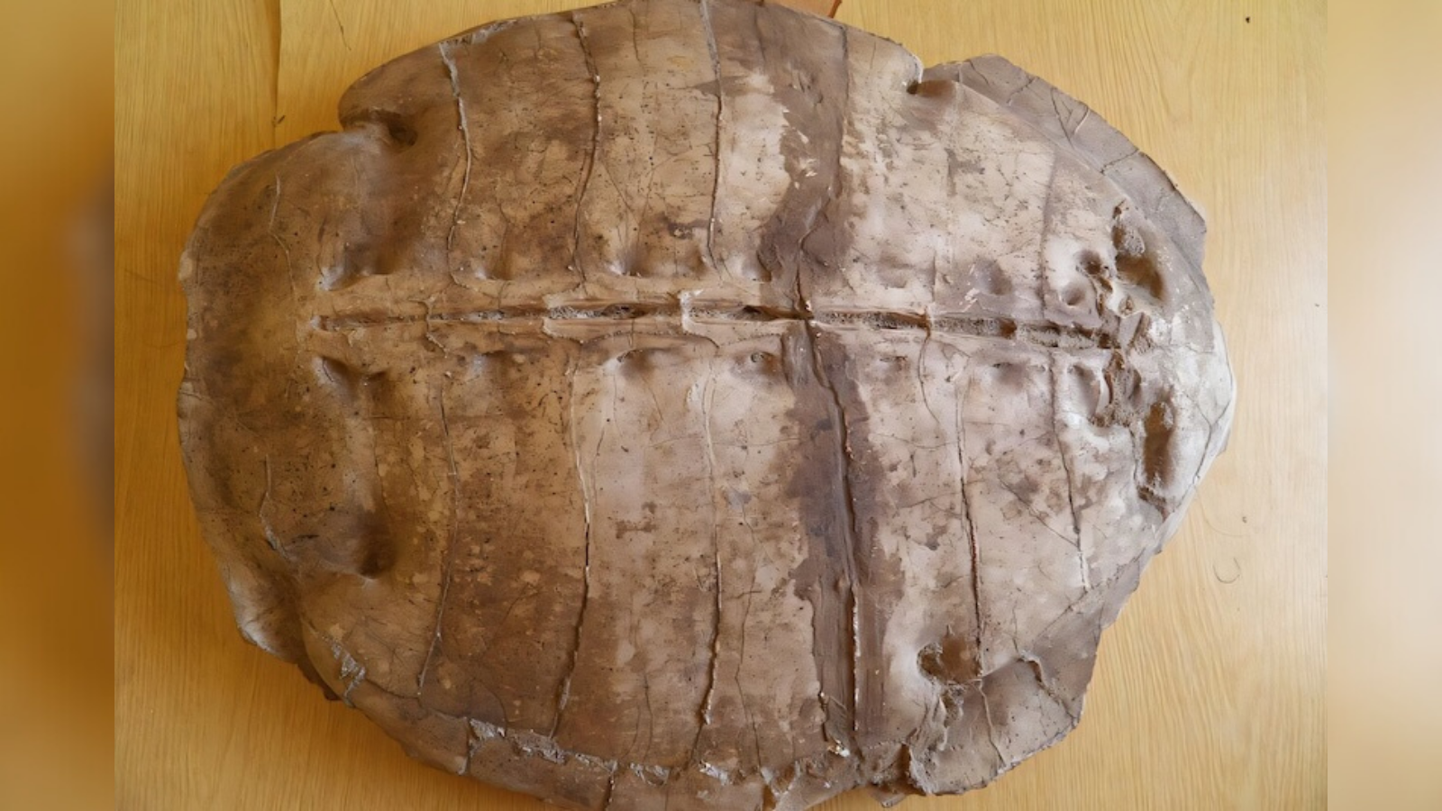 13 yıl boyunca Halep’te saklandı