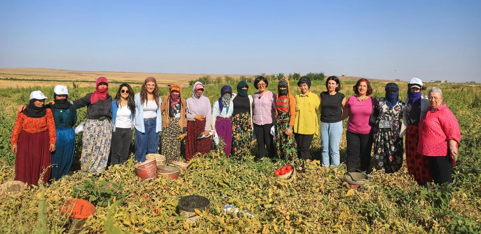 Kayapınar’da domates hasadı