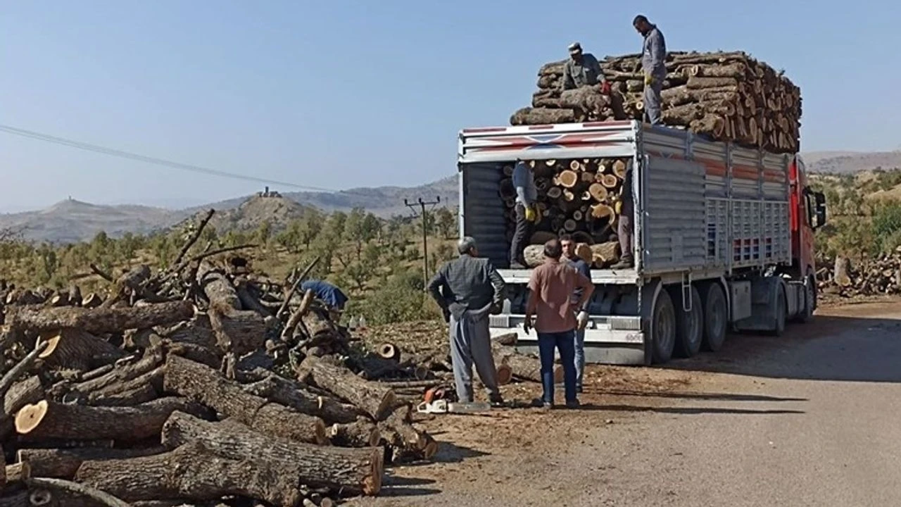 Şırnak’ta ağaç kesimine karşı imza kampanyası