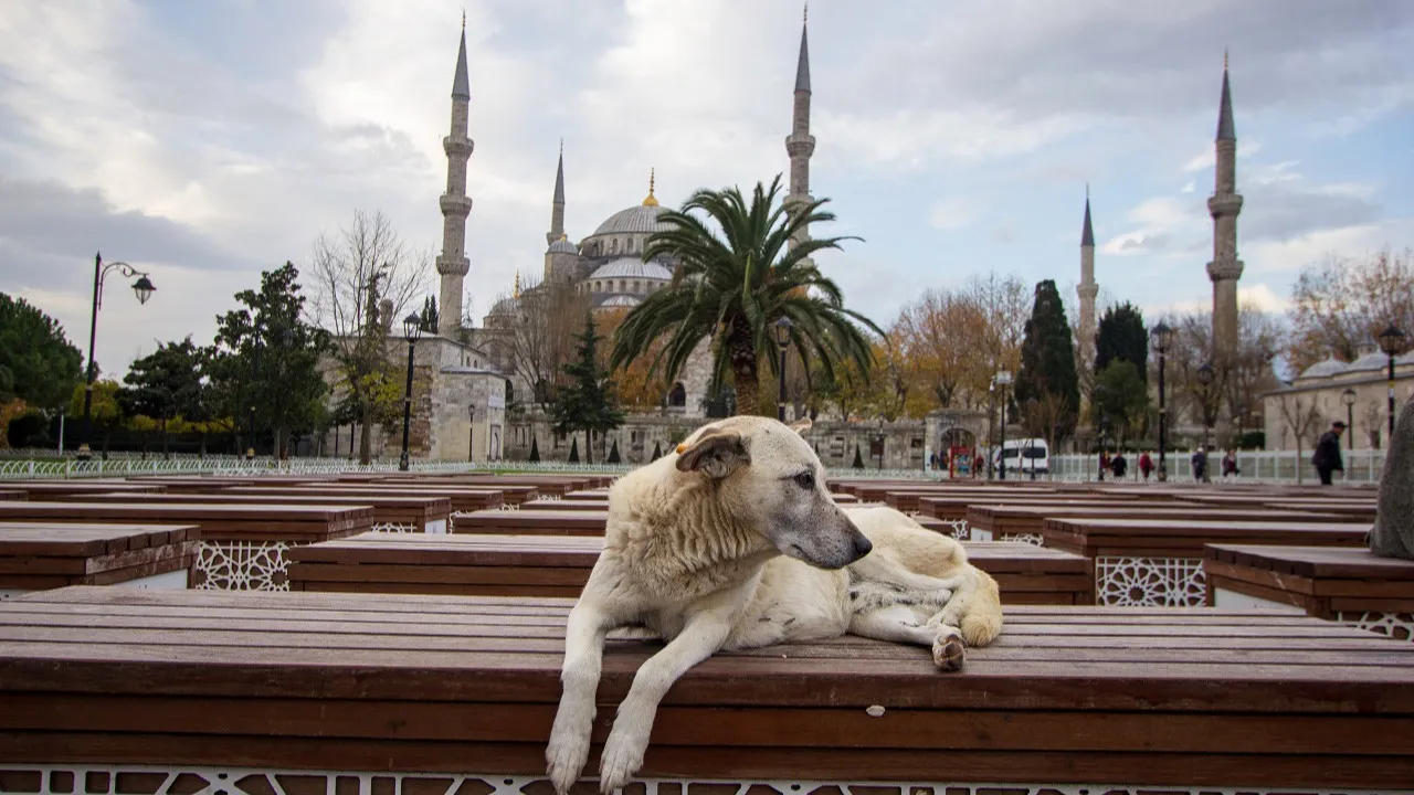 Vali Gül ‘can dost’larımızı tehdit ilan etti