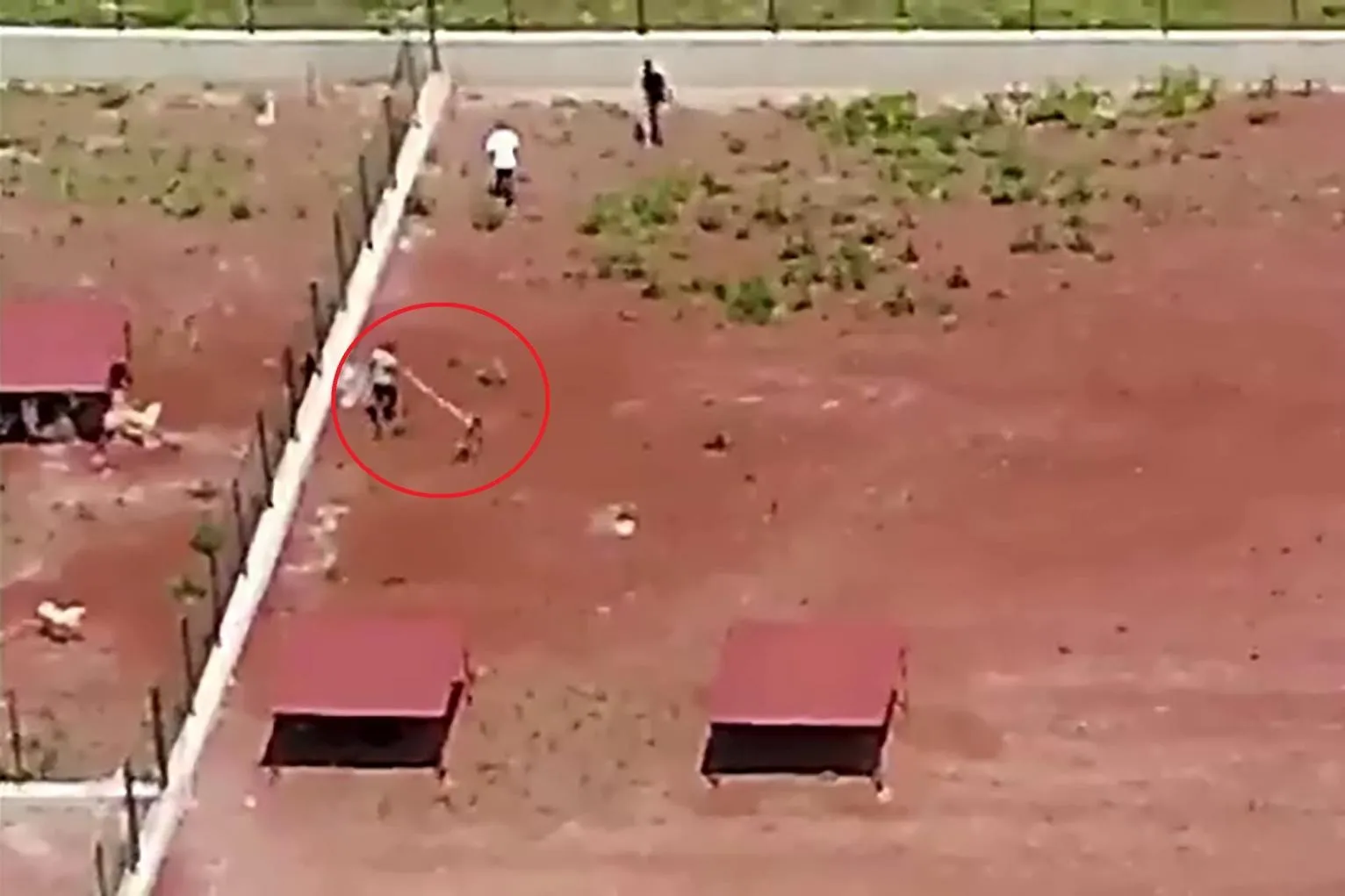 Belediye barınağında köpeklere şiddet