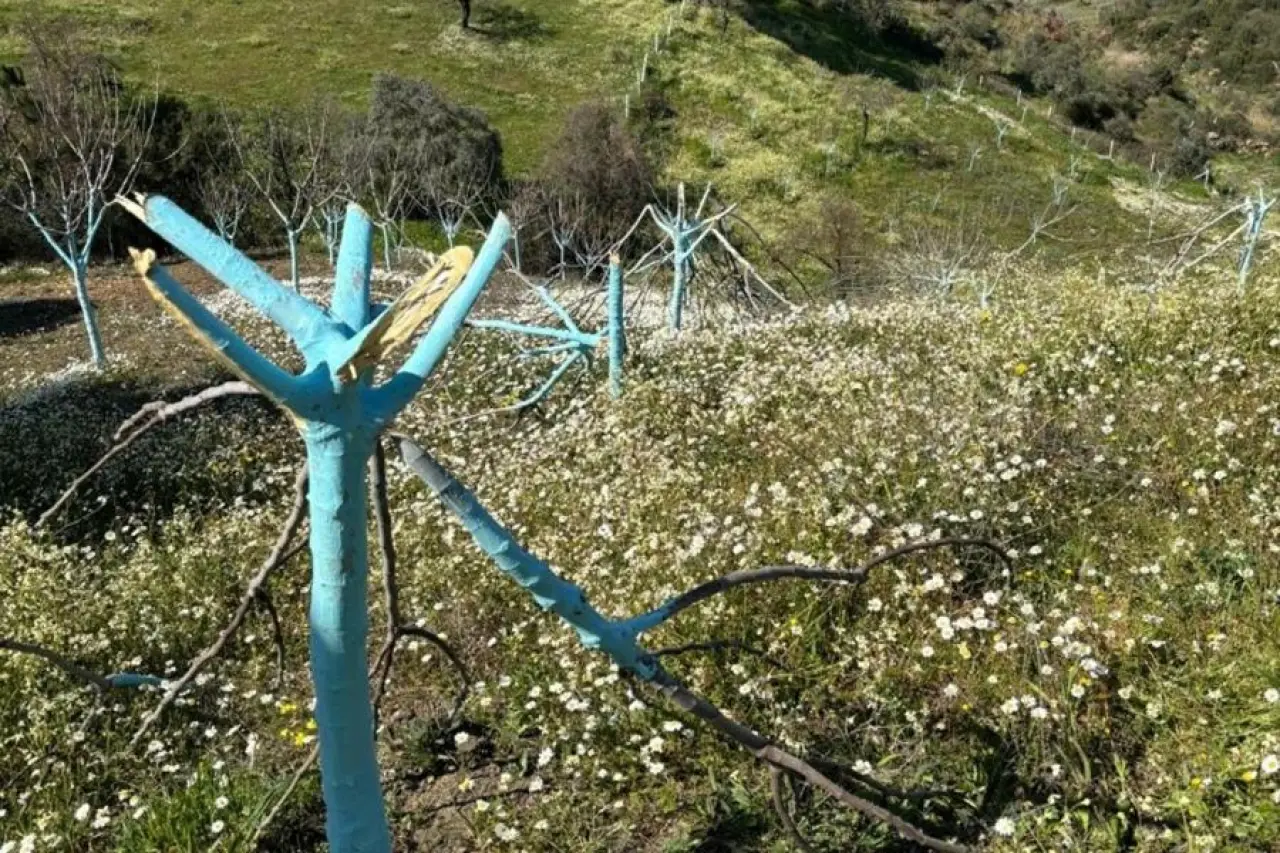 Aydın’da ağaç kıyımı: