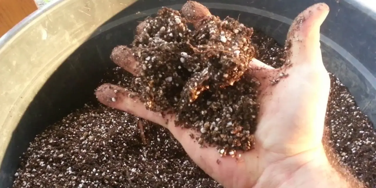 Çiçeklerin çürümesini önlüyor ve canlı tutuyor! Saksıdaki toprağa ekleyin