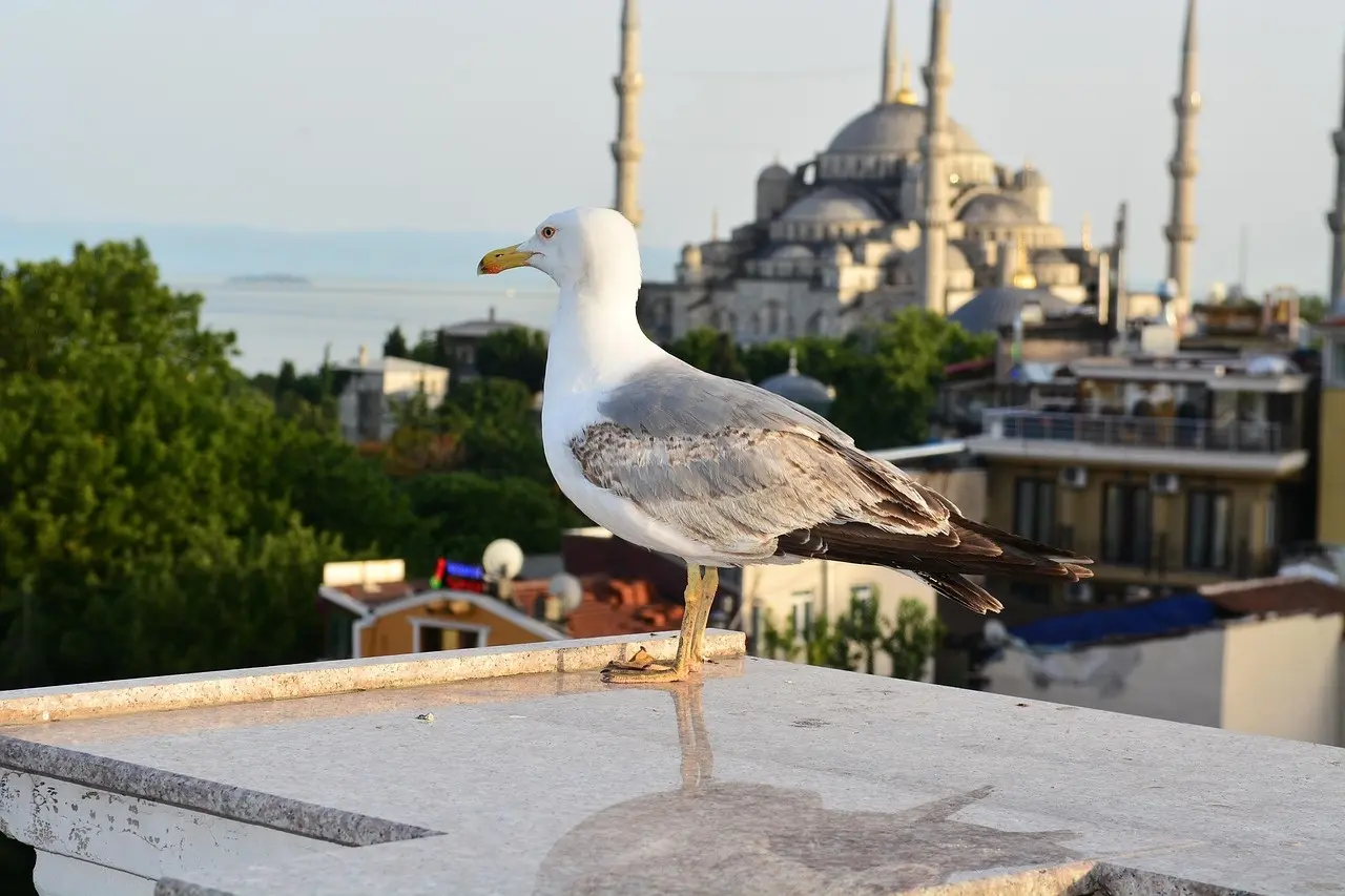 Martılar neden simit yemeye başladı? İlginç alışkanlığın arkasındaki gerçek