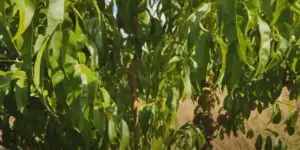 Kilosu 300 liradan ihraç ediliyor. En iyi kazandıran üründe hasat dönemi sona erdi