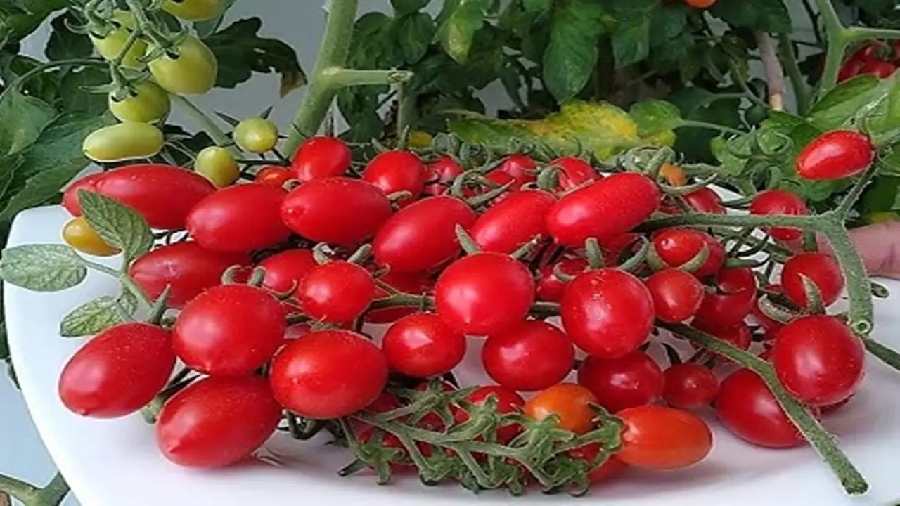Çürümüş Domatesleri Hemen Çöpe Atmayın: Bahçede İşe Yarayabileceği Yerler Var