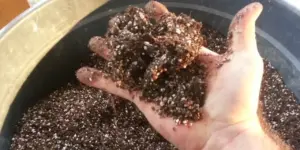 Çiçeklerin çürümesini önlüyor ve canlı tutuyor! Saksıdaki toprağa kesinlikle koymalısınız