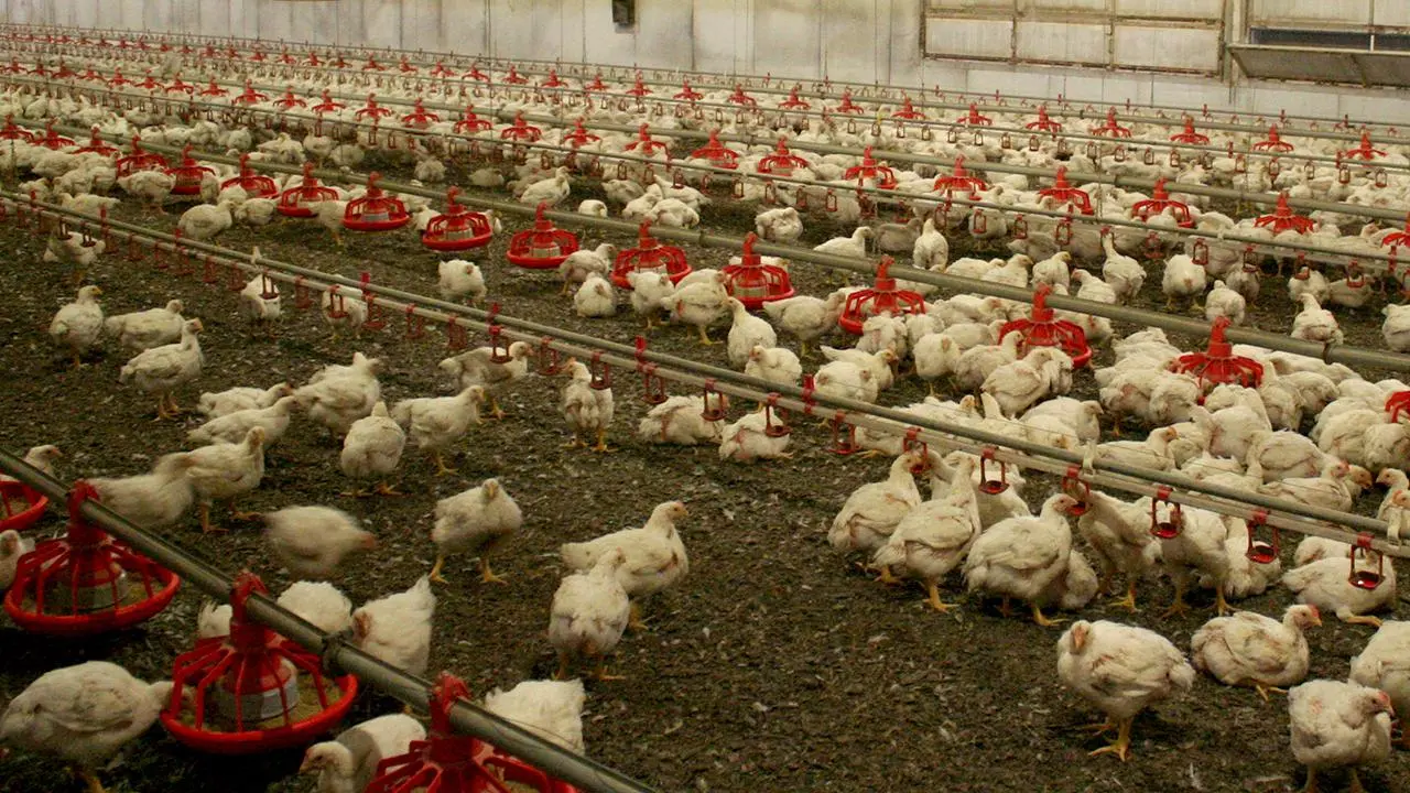 Avustralya’da kuş gribi yayılıyor: