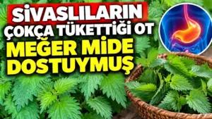 Sivaslıların çokça tükettiği ot : Meğer mide dostuymuş