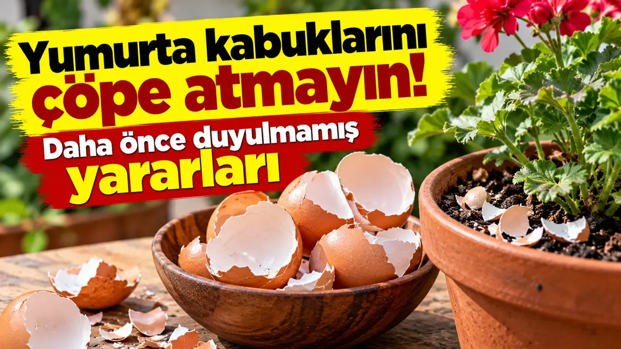 Yumurta kabuklarını çöpe atmayın: Daha önce duyulmamış yararları