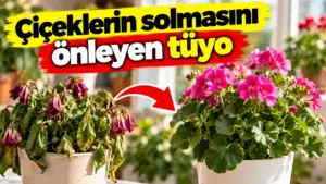 Evdeki çiçekler soluyorsa buna dikkat: En sık yapılan hata