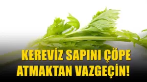 Kereviz saplarını çöpe atanların vazgeçeceği hata: Meğer mutfakta böyle kullanılıyormuş