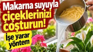 Makarna suyunu sakın dökmeyin! Çiçek bakımında işe yarayan yöntem